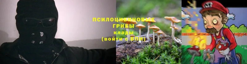 Галлюциногенные грибы Psilocybe  Волосово 